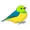Bird green organist Tanager family. vector illustration
