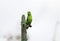 Bird green parakeet looking at cactus foot