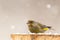Bird Greenfinch Carduelis chloris perched on stump winter time, snow