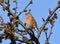 Bird - Greenfinch Chloris chloris