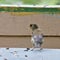 Bird greenfinch sits on the Board