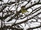 Bird greenfinch on a snowy tree branch