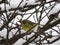 Bird greenfinch on a snowy tree branch