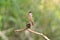 Bird,Grey Bushchat (Saxicola ferreus)