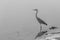Bird Grey Heron Water