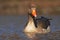 Bird Greylag Goose, Anser anser, floating on the water surface. Bird in the water. Water bird on the lake. Hungary