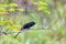 Bird, groove-billed ani Crotophaga sulcirostris, Guanacaste Costa Rica