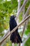 Bird, groove-billed ani (Crotophaga sulcirostris), Guanacaste Costa Rica