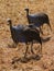 Bird Guineafowl in Africa