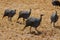 Bird Guineafowl in Africa