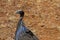 Bird Guineafowl in Africa