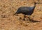 Bird Guineafowl in Africa wild nature