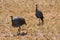 Bird Guineafowl in Africa wild nature