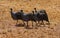 Bird Guineafowl in Africa wild nature