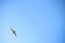 A bird gull flies in a blue sky