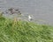 bird gull floating near the overgrown river bank