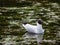 bird gull floating on the water