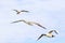 Bird gull flying in the sky