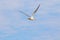 Bird gull flying in the sky