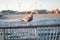 Bird gull on the ocean in New York