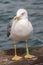 Bird gull on the pier