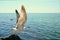 Bird gull on takeoff from a cliff