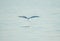 A bird gull is about to land on a water surface