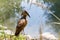 Bird Hamerkop Scopus umbretta