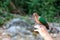 Bird in the hand, Common Emerald Dove on nature background