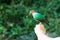 Bird in the hand, Common Emerald Dove on nature background