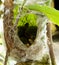 Bird Hatchlings in Nest.