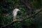 Bird with heavy rain. Night heron, Nycticorax nycticorax, grey water bird sitting above the water, Hungary. Wildlife scene in