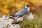 Bird hehaviour, falcon catch big bird. Peregrine Falcon feeding kill pheasant on the rock with yellow and orange autumn background