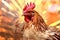 Bird hen rooster agriculture nature poultry farming animal outdoors chickens pasture