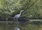 Bird heron Ardea herodias