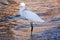 Bird with heron in the sea