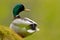 Bird hidden in the grass. Water bird Mallard, Anas platyrhynchos, duck in the green vegetation. Bird from European nature