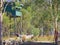 A Bird Hide for Bird Watchers at Lake Broadwater Queensland Australia.