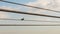 bird on historic cable car cables, at harbor of Barcelona city, spain