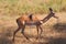 Bird on an hitching a ride on an Impala