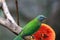 bird at hk park Edward Youde Aviary