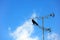 Bird holding on television post on blue sky background