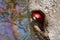 Bird in hole. Action wildlife scene nature. Big red parrot, fly from nest hole. Red-and-green Macaw, Ara chloroptera, in the dark