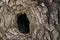 Bird hollow in old poplar tree macro