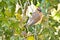 Bird in a Holly Tree