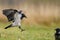 Bird - Hooded crow Corvus cornix in amazing warm background Poland Europe