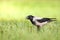 Bird Hooded Crow Corvus corone bird walking on spring green meadow