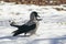 Bird hooded crow strong paces around the deep white snow