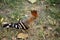 Bird hoopoe