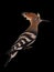 Bird Hoopoe isolated at black